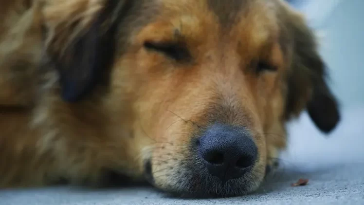 Desvendando o que é sonhar com cachorros mortos!