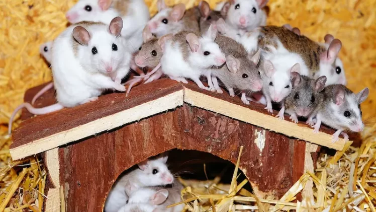 O que significa sonhar com ratos? Saiba em 7 respostas certeiras