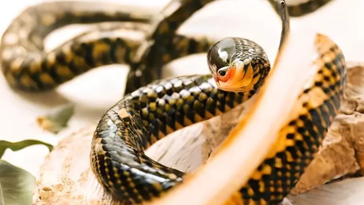Sonhar com cobra: o que significa e quais são seus significados ocultos