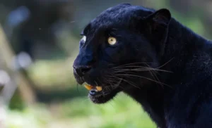 Sonhar com onça preta: o que isso significa?