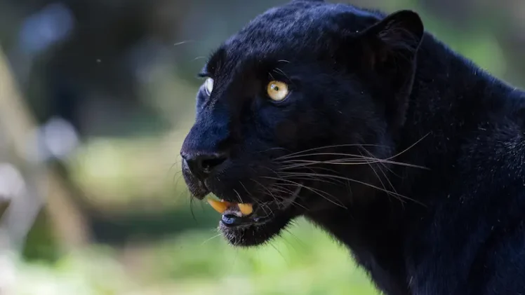 Sonhar com onça preta: o que isso significa?