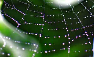 Sonhar com aranha: medo, teia e os significados escondidos