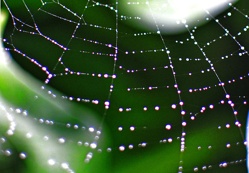 Sonhar com aranha: medo, teia e os significados escondidos