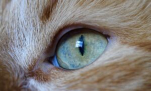 Sonhar com gato: mistério, independência e intuição