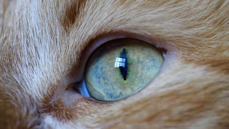 Sonhar com gato: mistério, independência e intuição