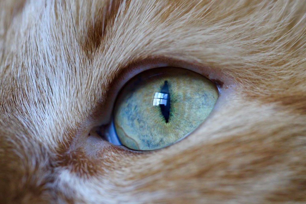cat eyes closeup